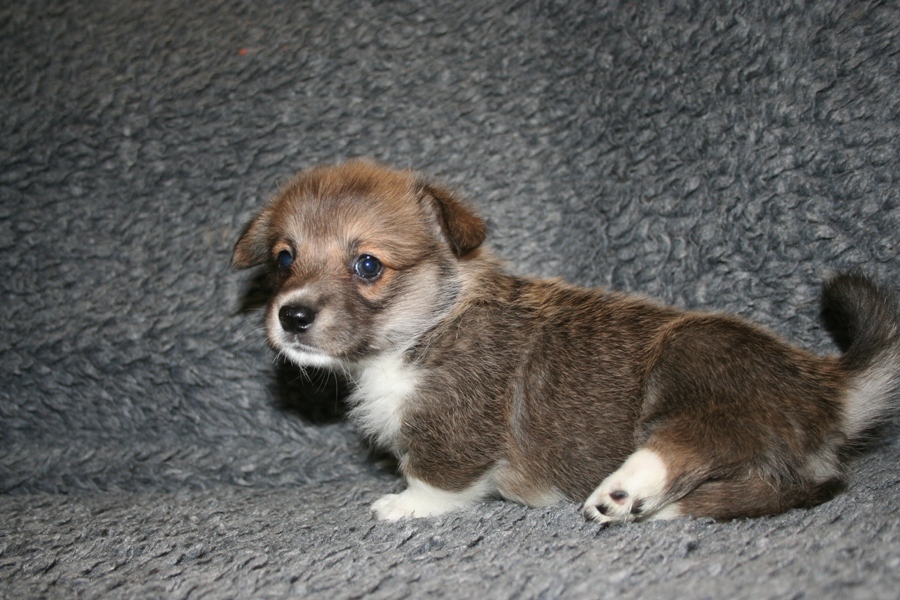 Puppies
